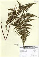 藏品(碗蕨)的圖片